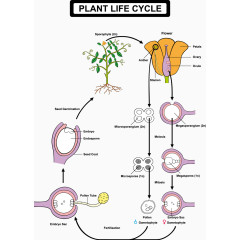 植物的生命周期表示图