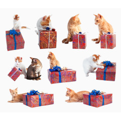 猫咪看着礼品盒