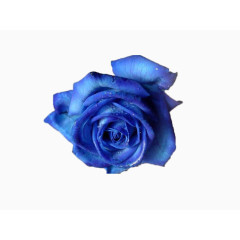 浪漫唯美蓝色妖姬