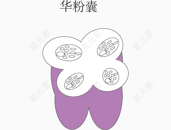 被子华粉发育过程