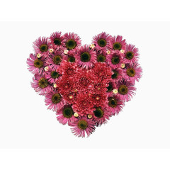 菊花爱心免抠素材