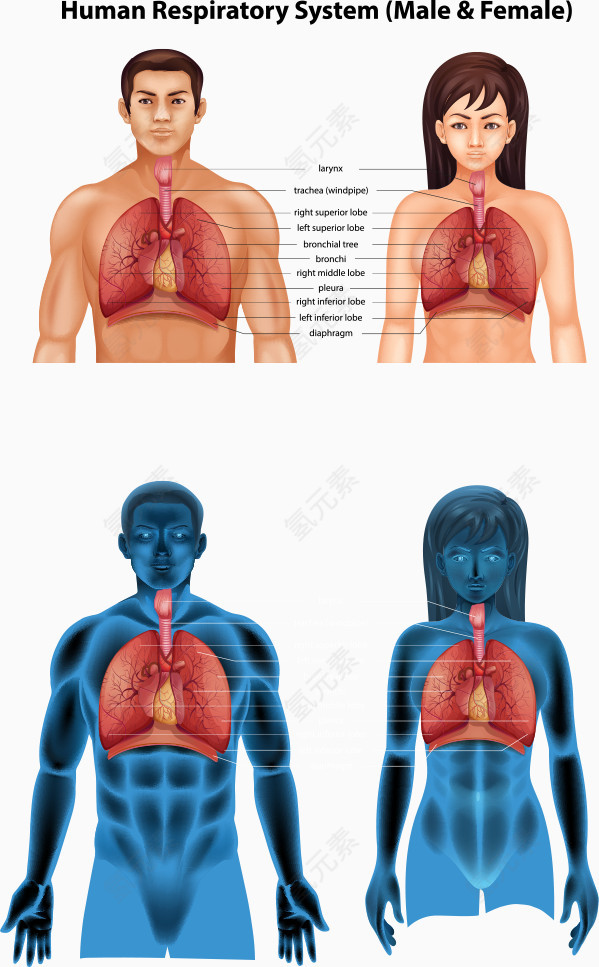 矢量男女人体肺部结构