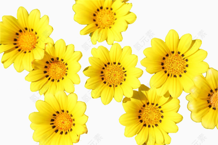 七朵小黄花