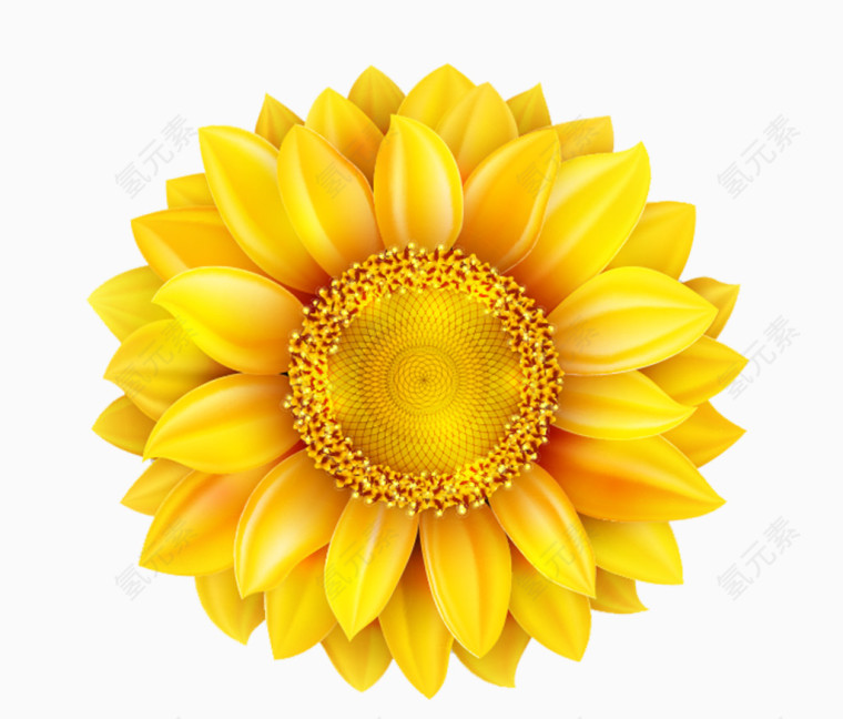 金黄色的向日葵开花结果