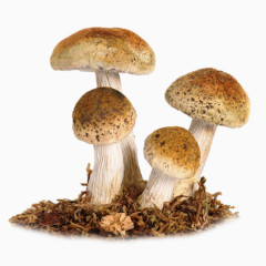 蘑菇png素材
