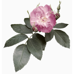 粉色月季花装饰