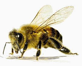 蜜蜂