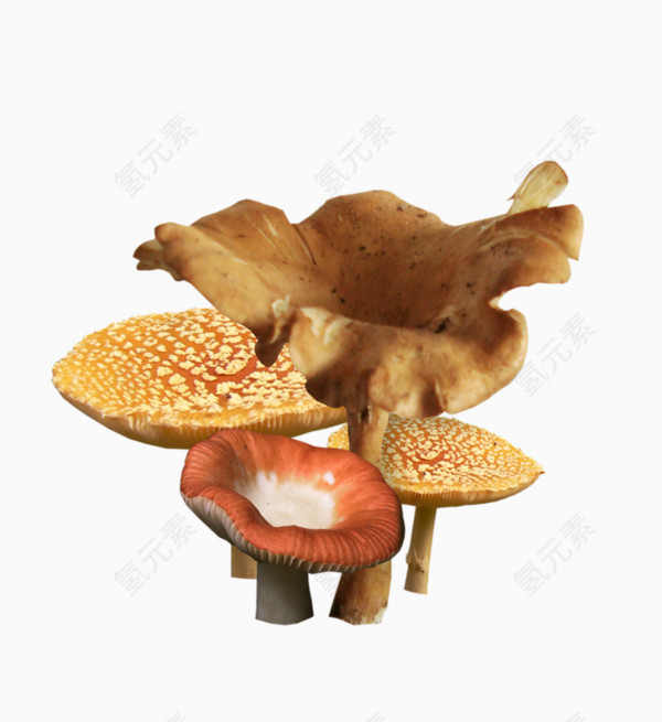 手绘蘑菇