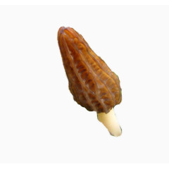 褐色食品行业的羊肚菌