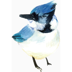 手绘鸟矢量蓝色