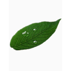 一片叶子的故事