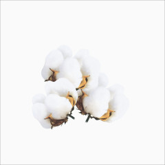 棉花