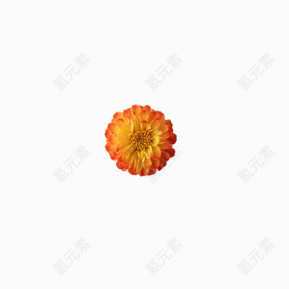 美丽花卉