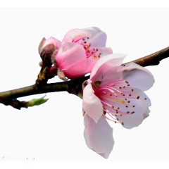 一段树上的两朵小花