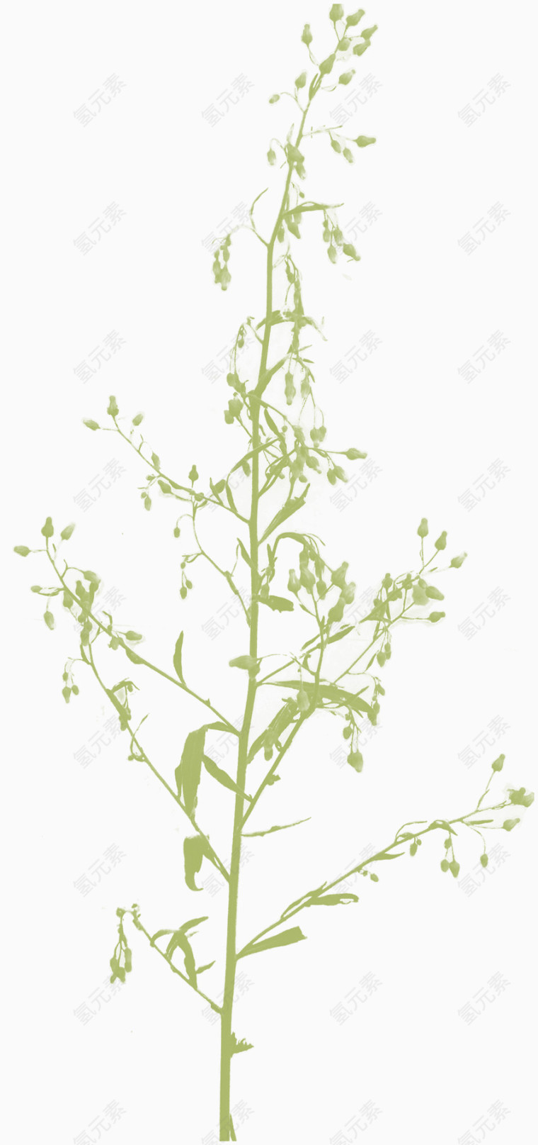 茁壮生长的木棉