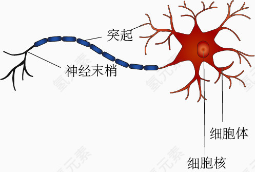 神经元细胞结构