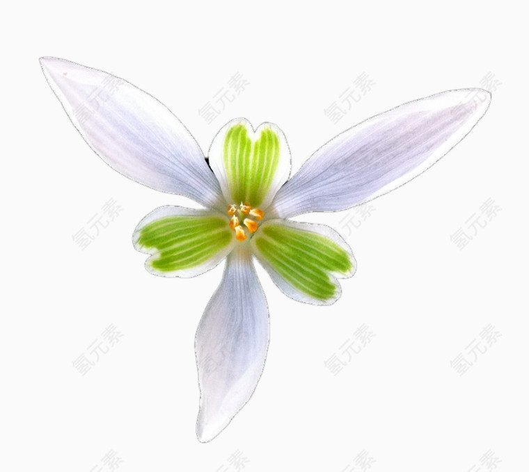 白兰花植物