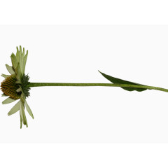 花枝免扣装饰素材