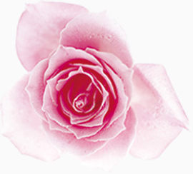 花，淘宝素材，玫瑰花，粉色