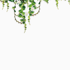 生机勃勃的绿色藤蔓素材