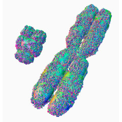 XY染色体效果图