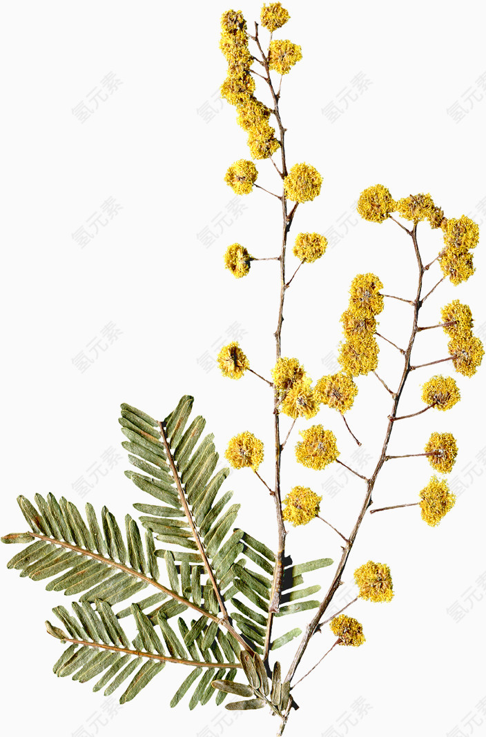 美丽压花干花黄色花朵花枝叶子