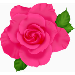 情人节的花