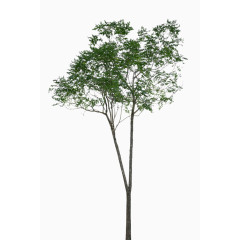 绿色生机的树木