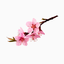 双十二矢量图素材