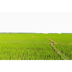 绿色农田