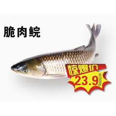 脆肉鲩惊爆价