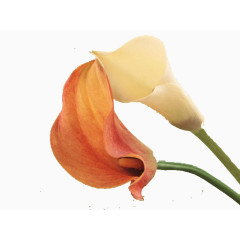 两朵漂亮的马蹄莲