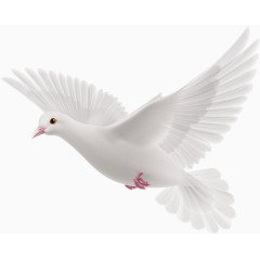 飞翔白鸽