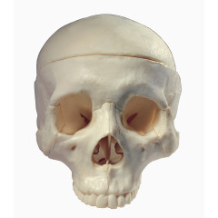 人物头骨骷髅医学素材