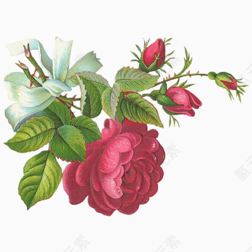 唯美复古的牡丹