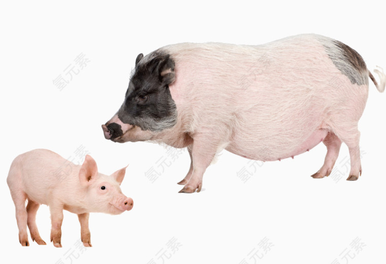 母猪小猪图片