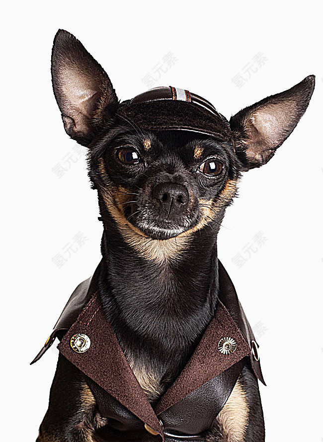 穿衣服的吉娃娃小狗