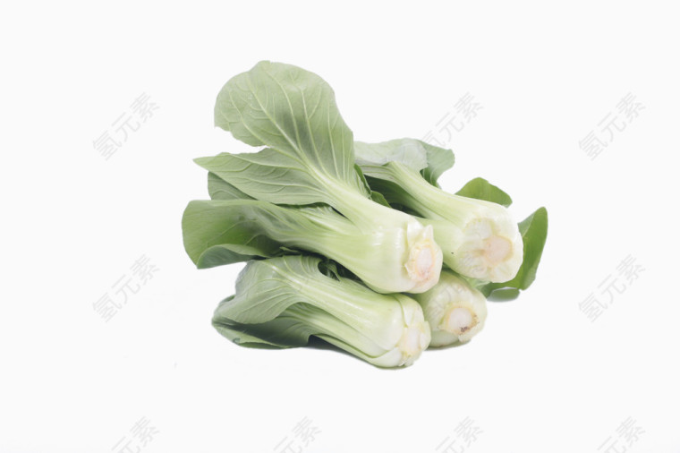 绿色小白菜