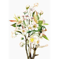 二十四番花信风-春分-二候梨花