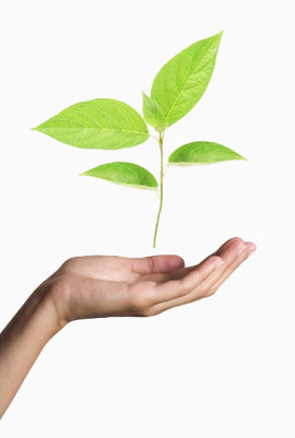 手捧绿植