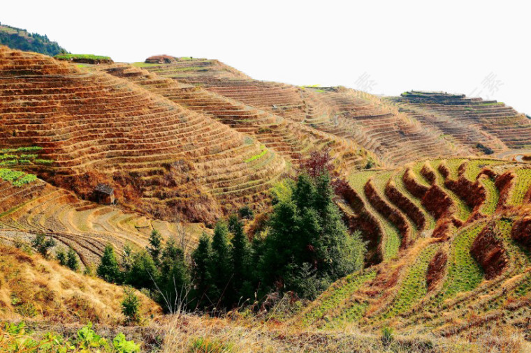 西龙脊梯田风景