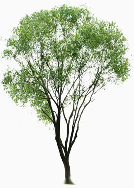 树木专辑