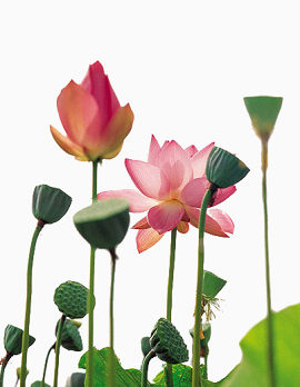 莲子和荷花