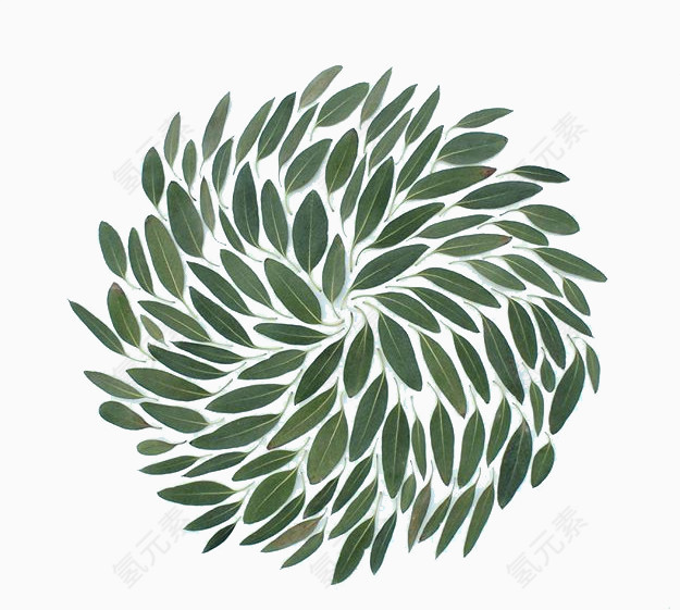 一堆摆成圆形的树叶