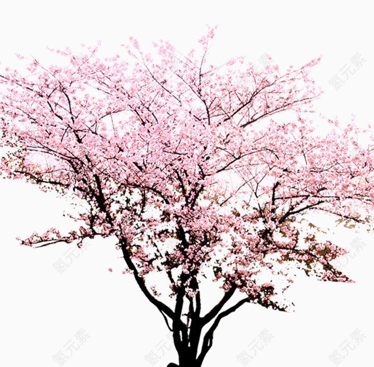 桃花盛开