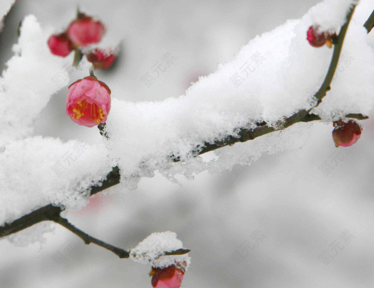 雪梅花素材