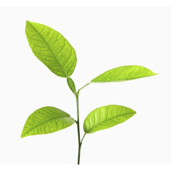 春天里的树木壁纸素材