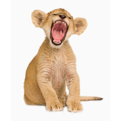 打哈欠的小狮子