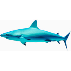 蓝色鲨鱼