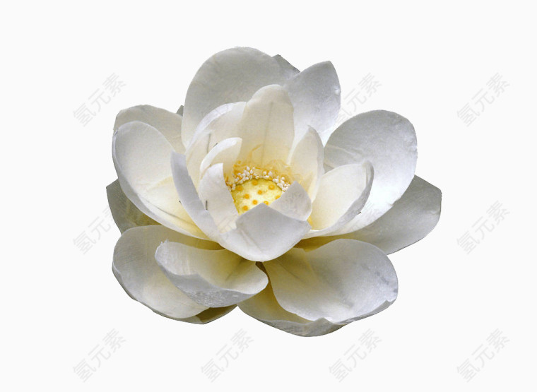 荷花素材